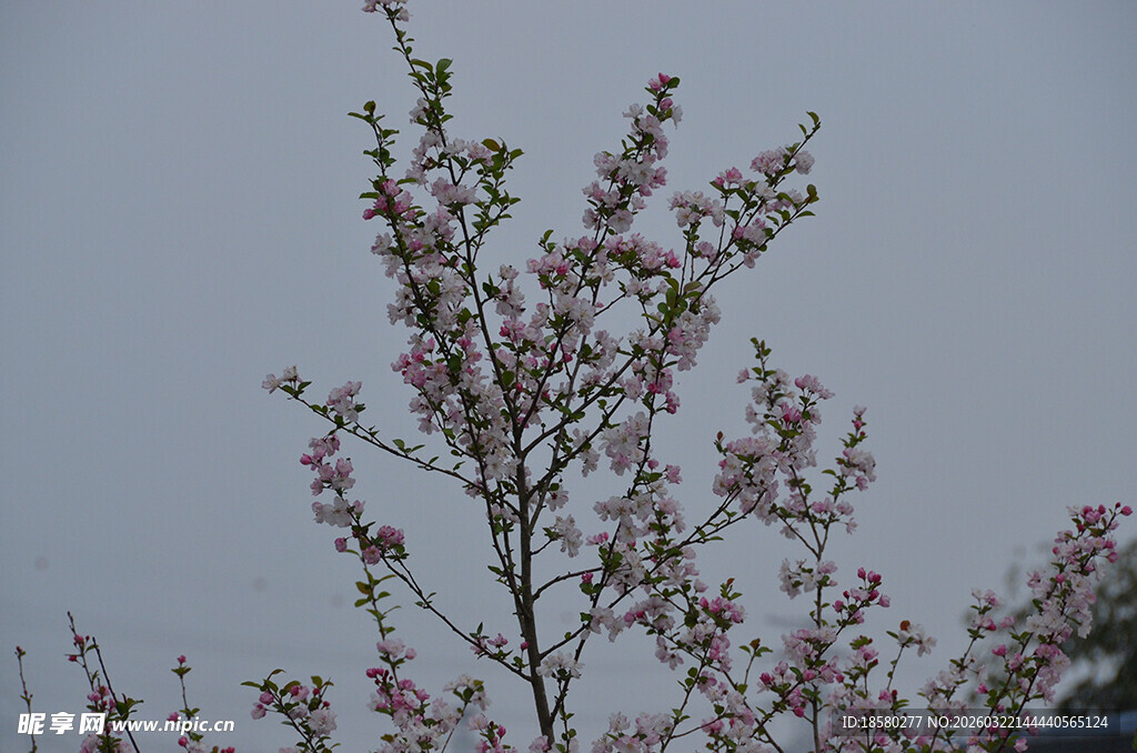 枝头绽放的粉嫩花枝樱花