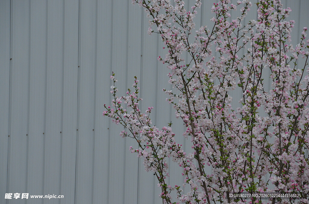 墙边绽放的粉嫩花枝樱花