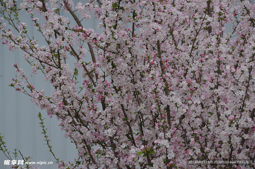 枝头绽放的粉嫩樱花桃花