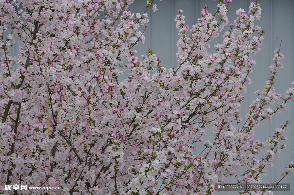 盛开的粉色繁花枝头樱花