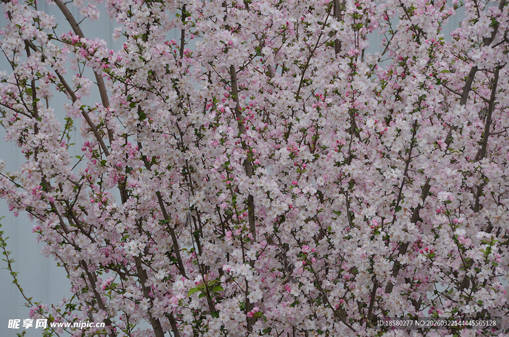 粉色烂漫花枝绽放