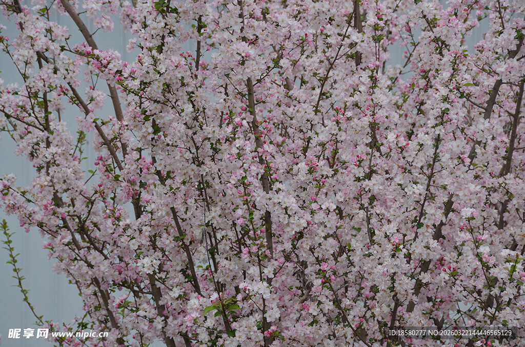 盛开的粉色繁花樱花