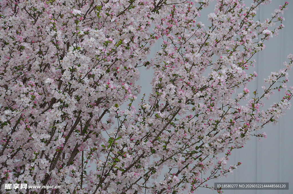 盛开的粉色繁花枝头浪漫樱花