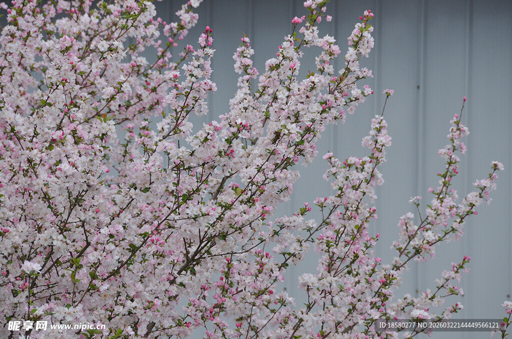 盛开的粉色繁花樱花枝头