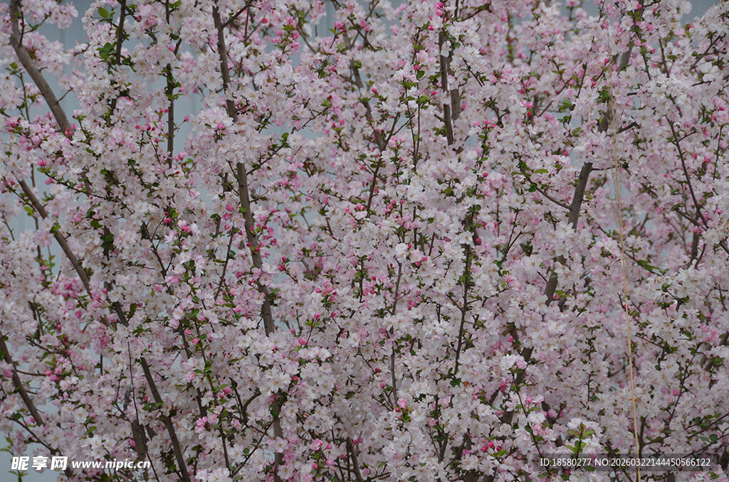 盛开的粉色樱花繁花