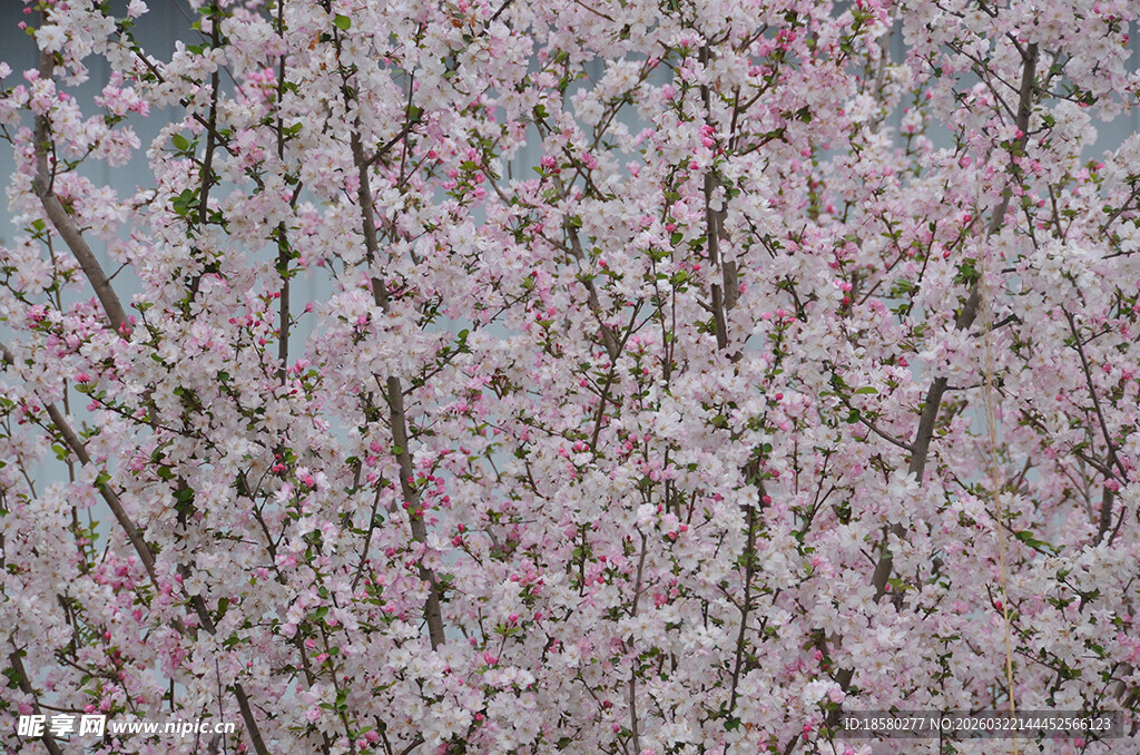 盛开的粉色樱花枝