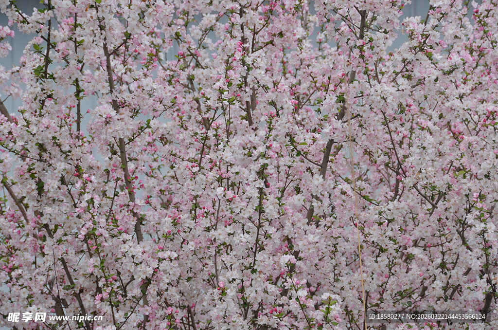 盛开的粉色繁花浪漫樱花
