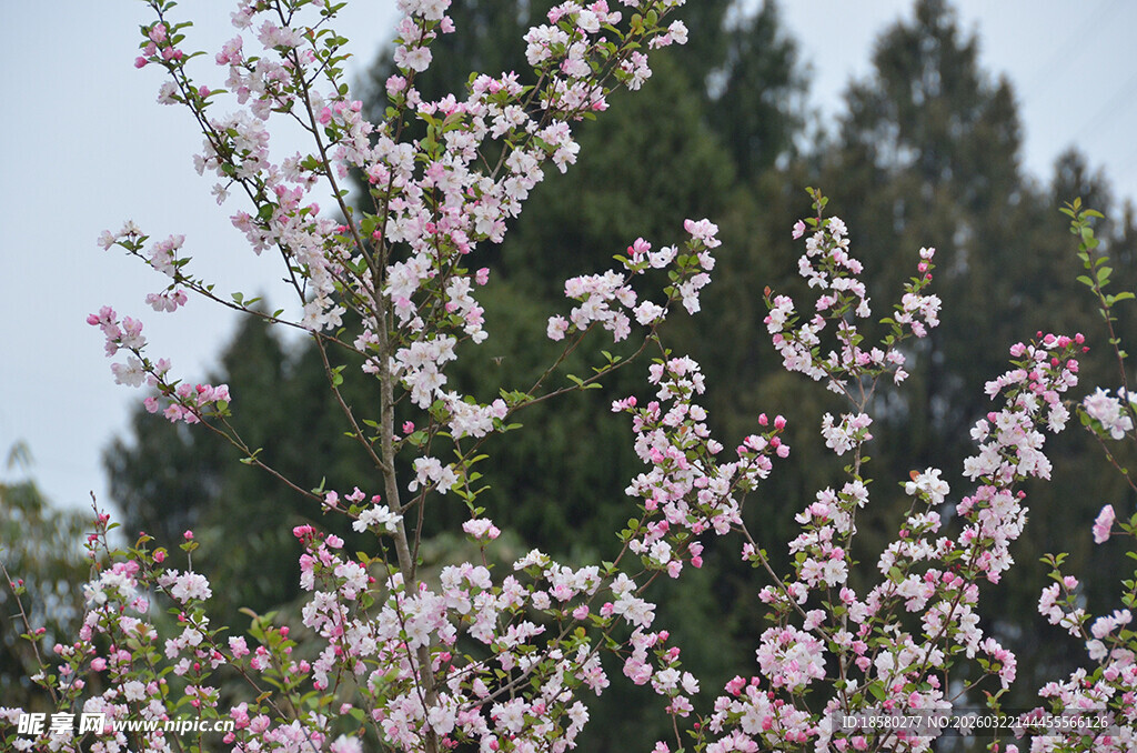 盛开的粉色浪漫樱花