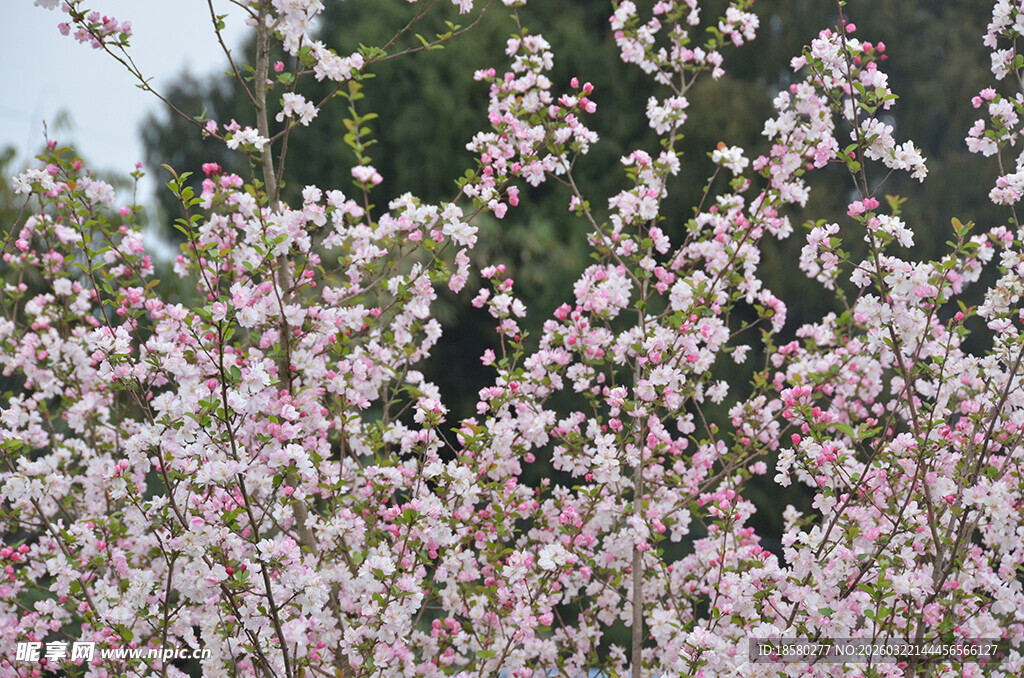 盛开的浪漫樱花