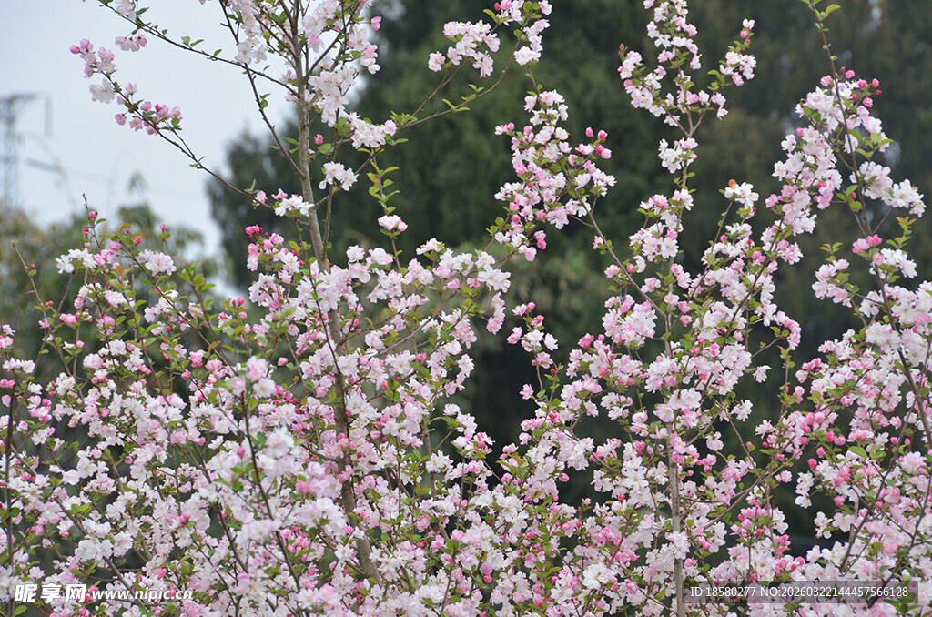 盛开的粉色樱花