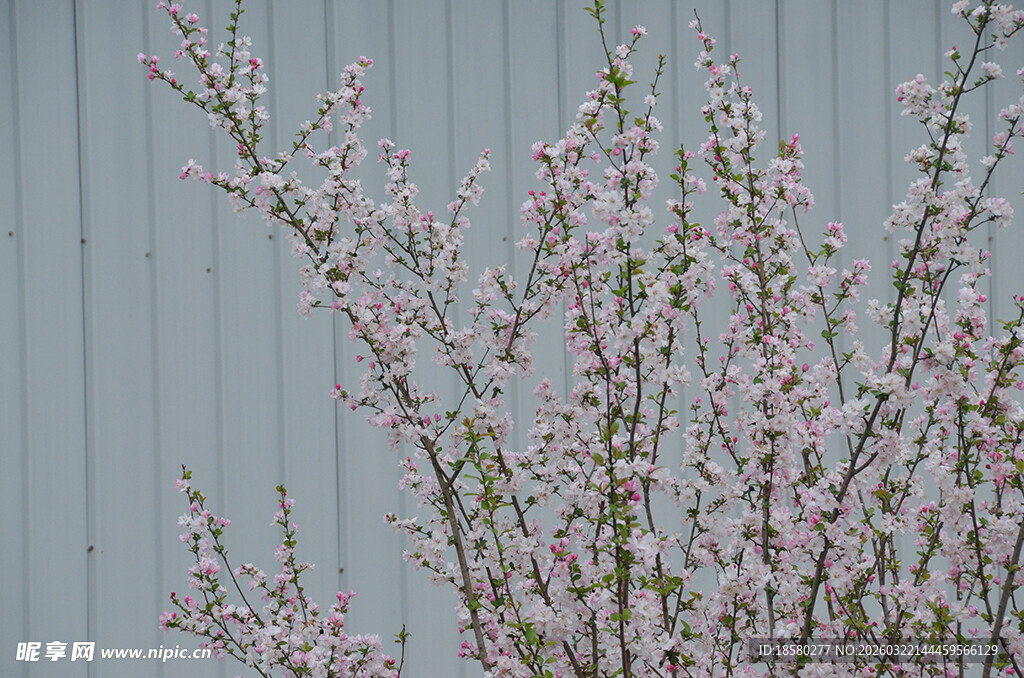 樱花粉色花枝特写