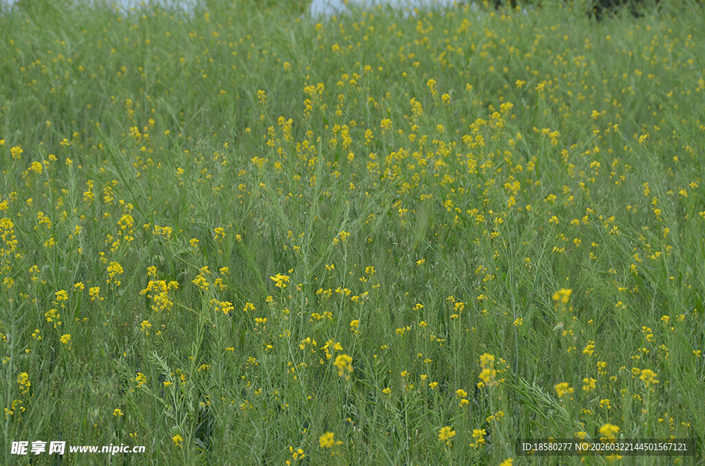 春日黄花烂漫草地