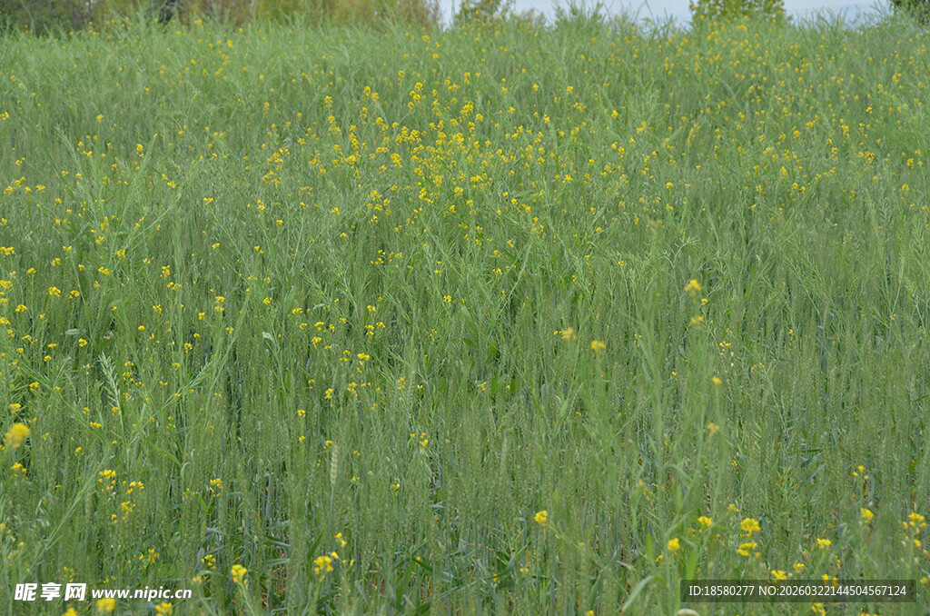 绿野黄花烂漫的自然美景