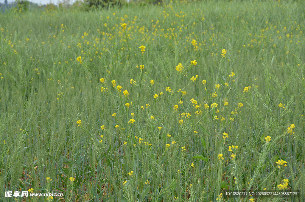 春日黄花盛放的绿色草地
