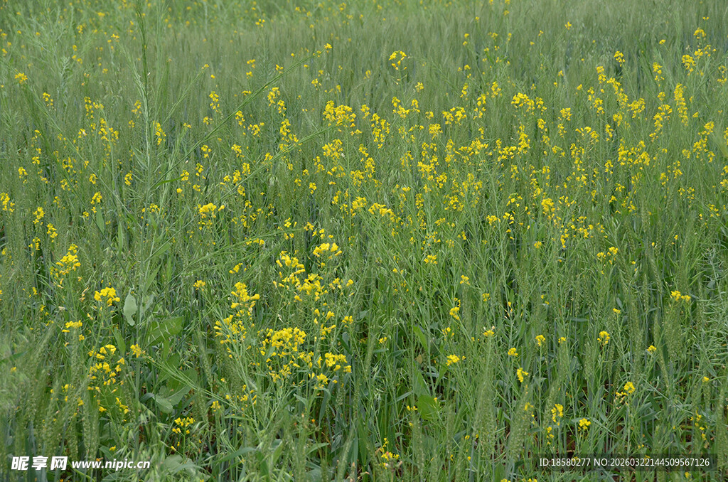 春日油菜花海美景