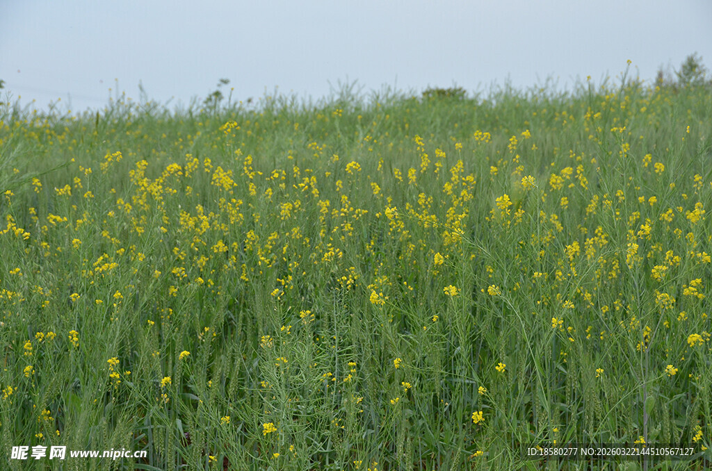 金黄花海春日田园风光