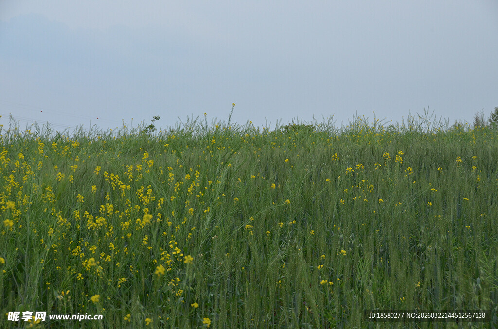 金黄野花盛开的绿色草地
