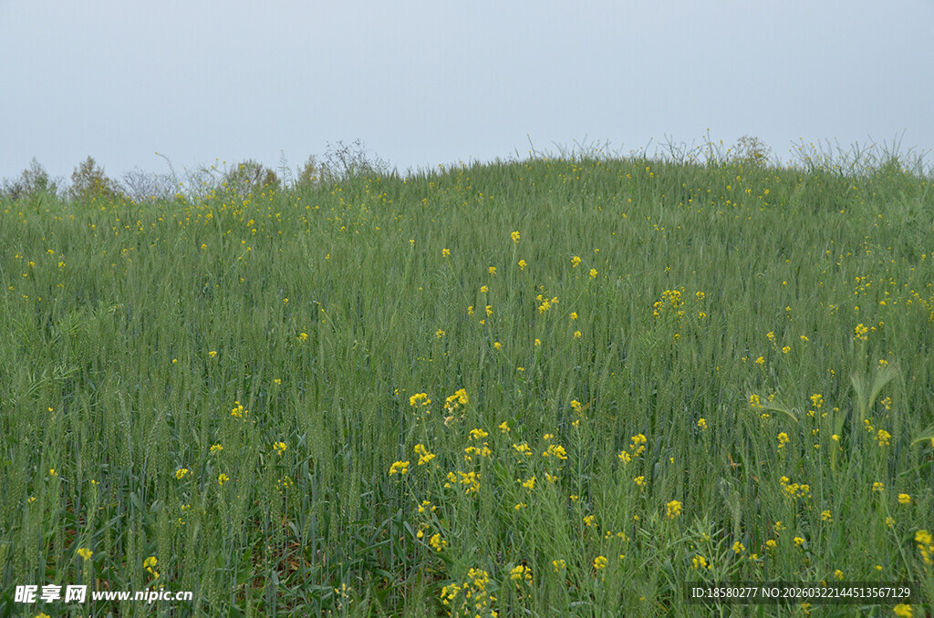 春日草地烂漫小黄花绽放