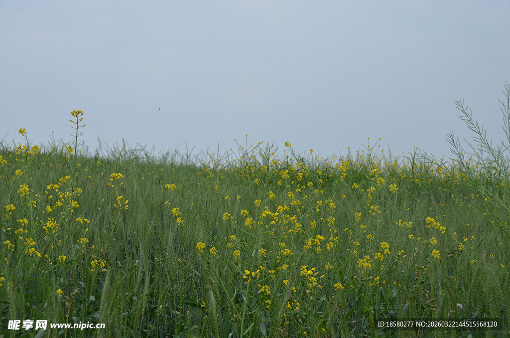 春日草地黄花美景