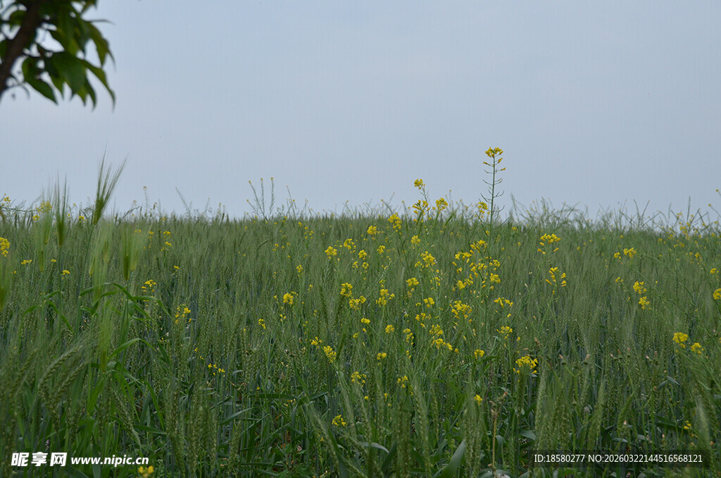 田野中的黄色小花绽放