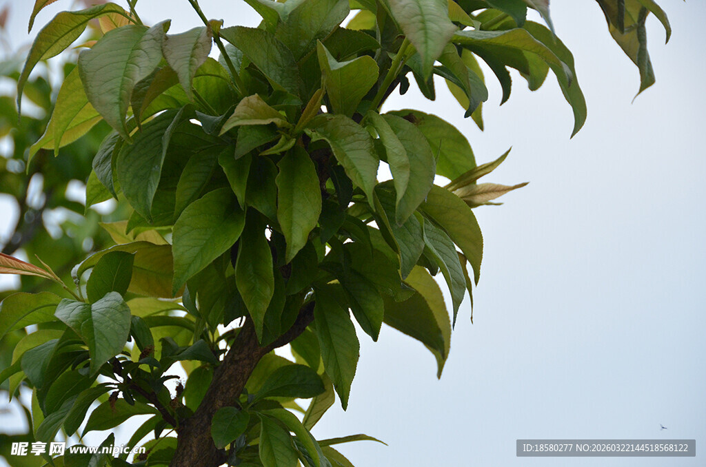 翠绿枝叶展现自然生机