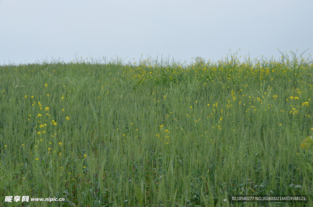 绿色田野中的点点黄花