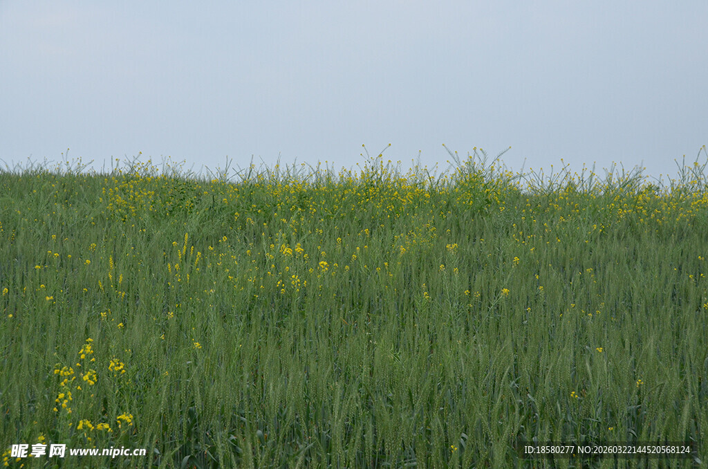 绿色田野中的点点黄花