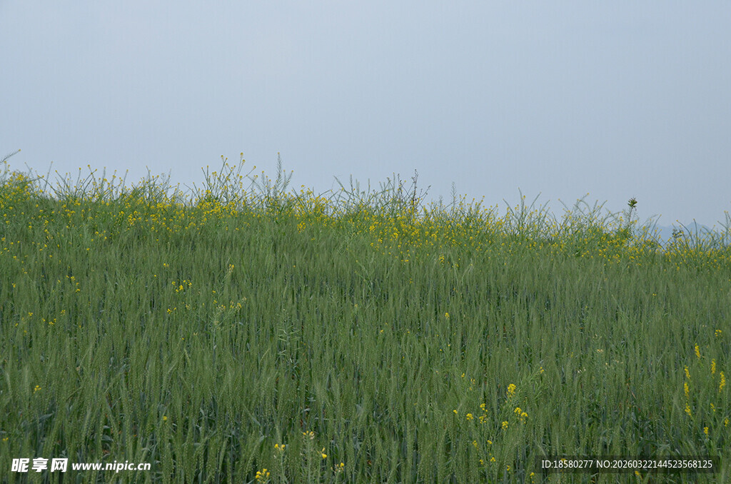 绿色田野中的点点黄花