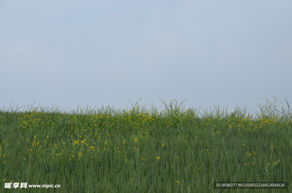 田野中的绿色草地与小花