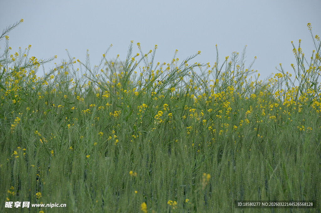 田野间盛开的灿烂油菜花
