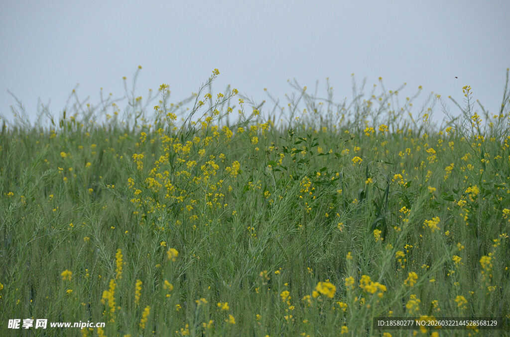 田野中的黄色小花