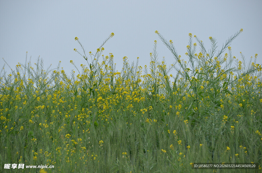 田野中的黄色小花盛放