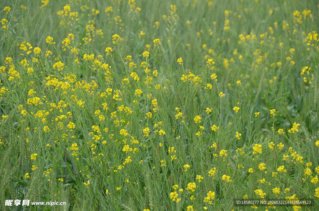 春日油菜花田美景