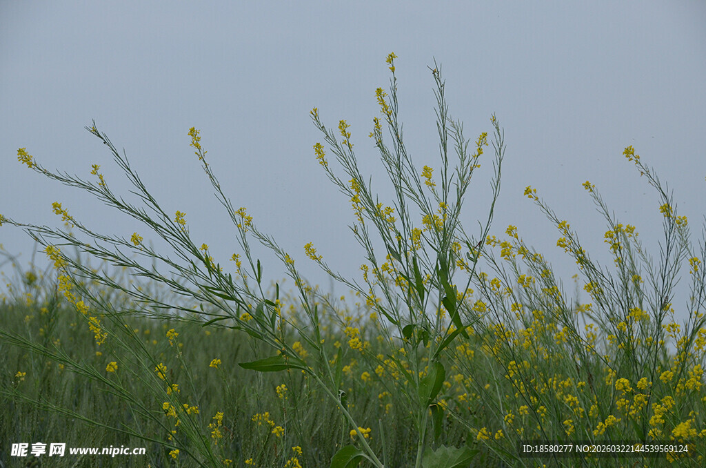 田野中的黄色小花绽放