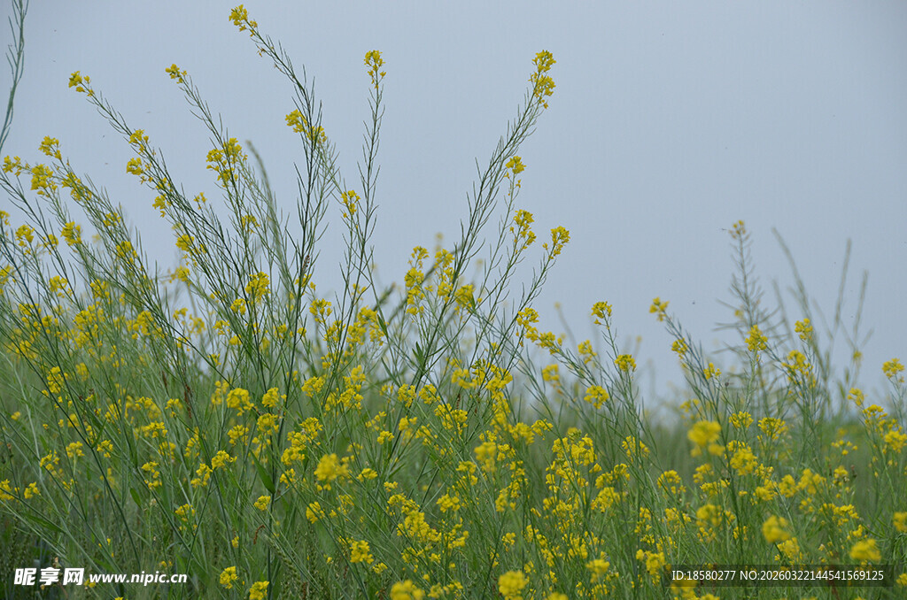 田野中的黄色小花绽放