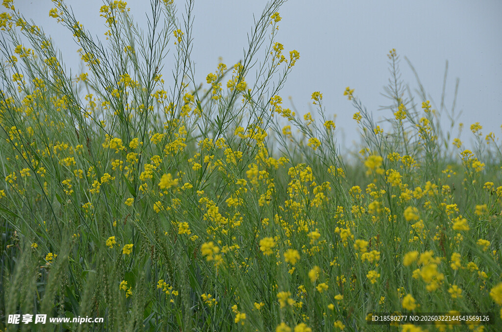 金黄油菜花田春日美景