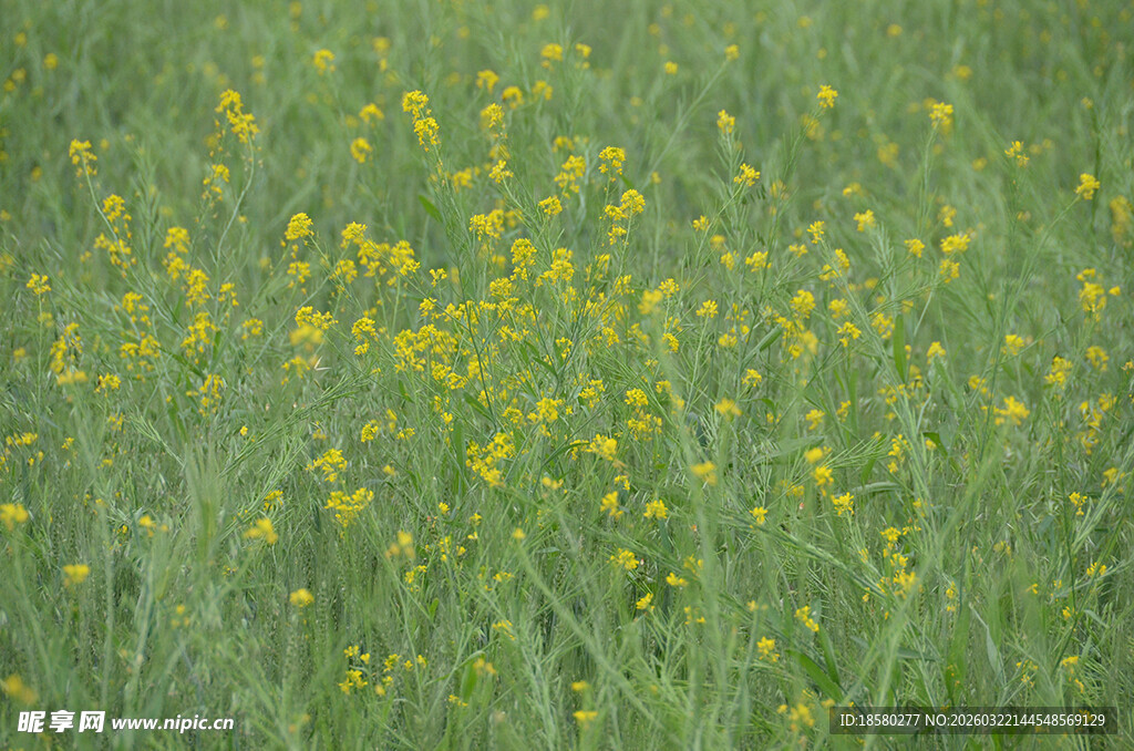 金黄油菜花田的春日景致