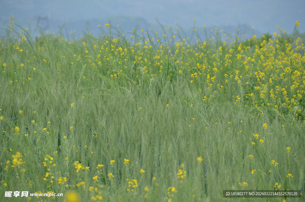 田野中的黄色小花