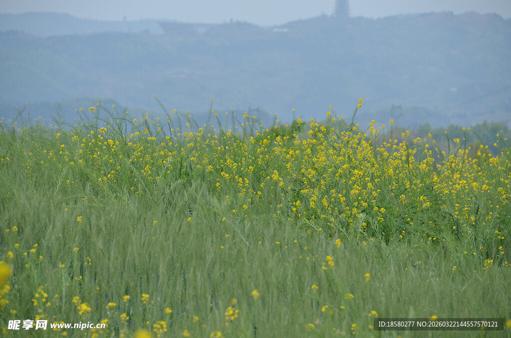 田野黄花与远山美景