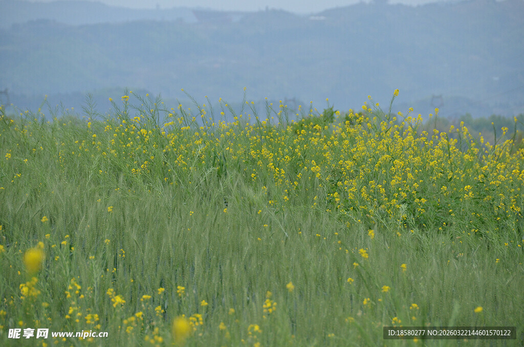 绿野黄花远山朦胧之景