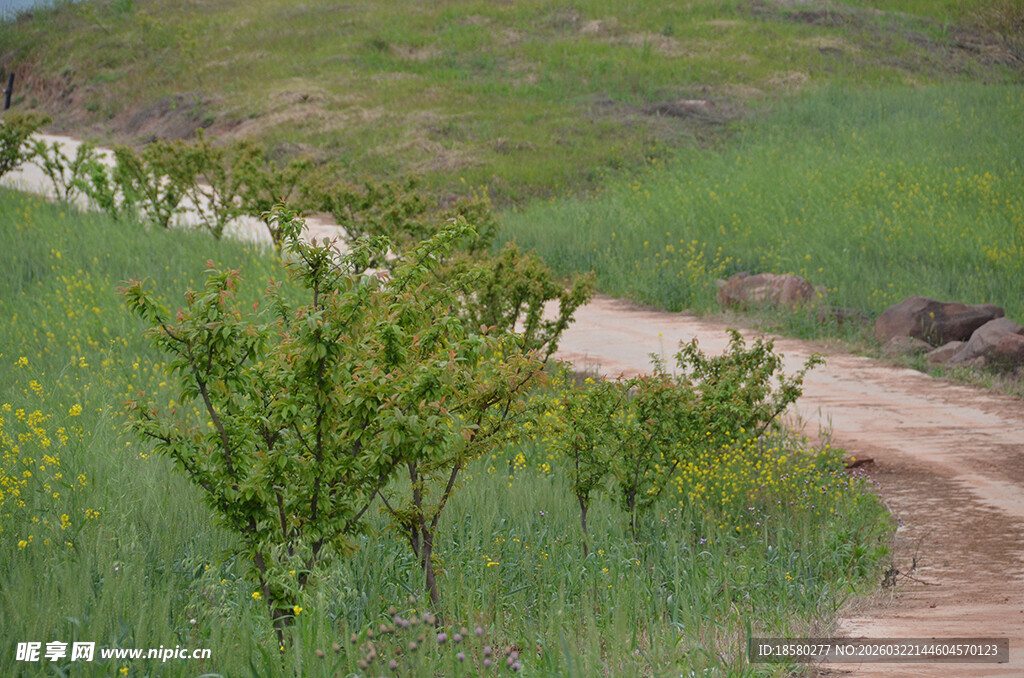 乡间小径旁的绿意景致