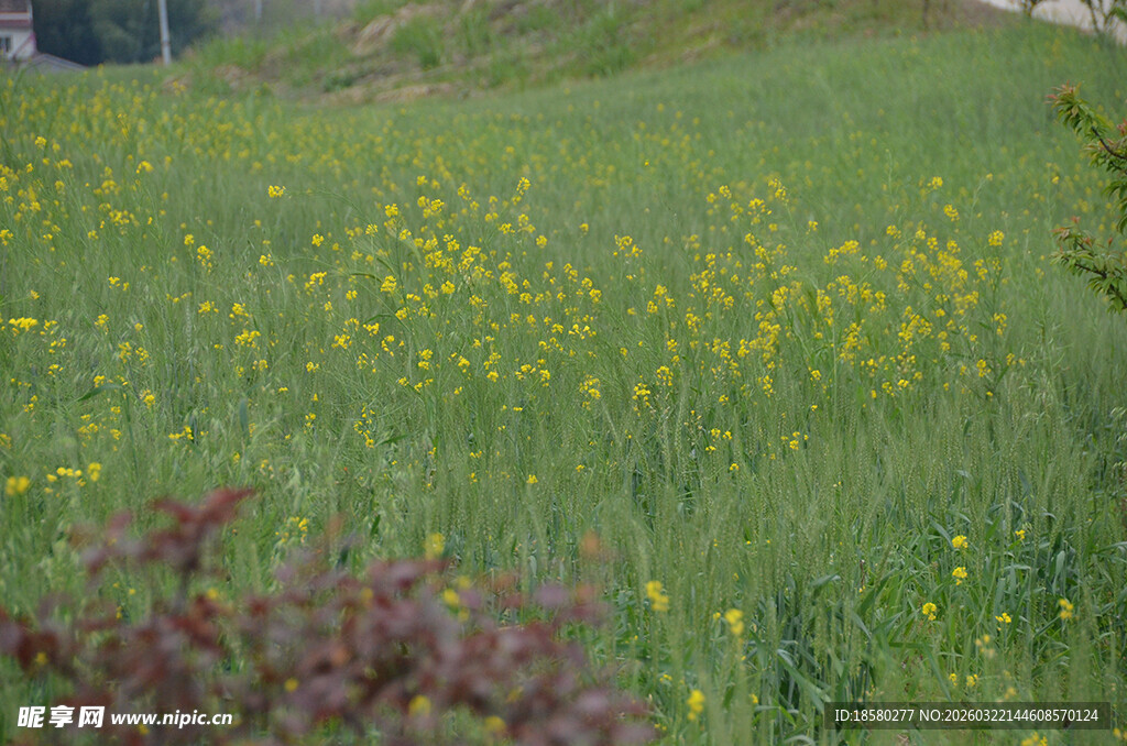 春日黄花烂漫草地