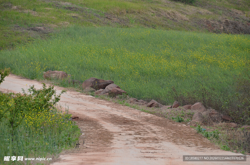 乡间土路旁的翠绿田野