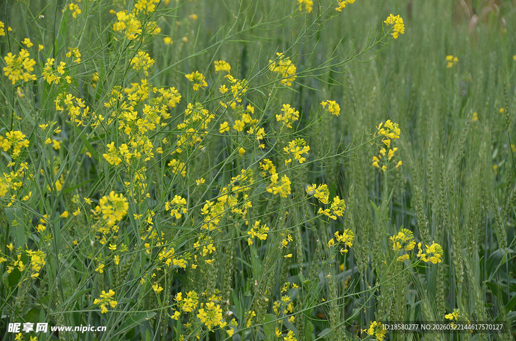 春日油菜花田美景