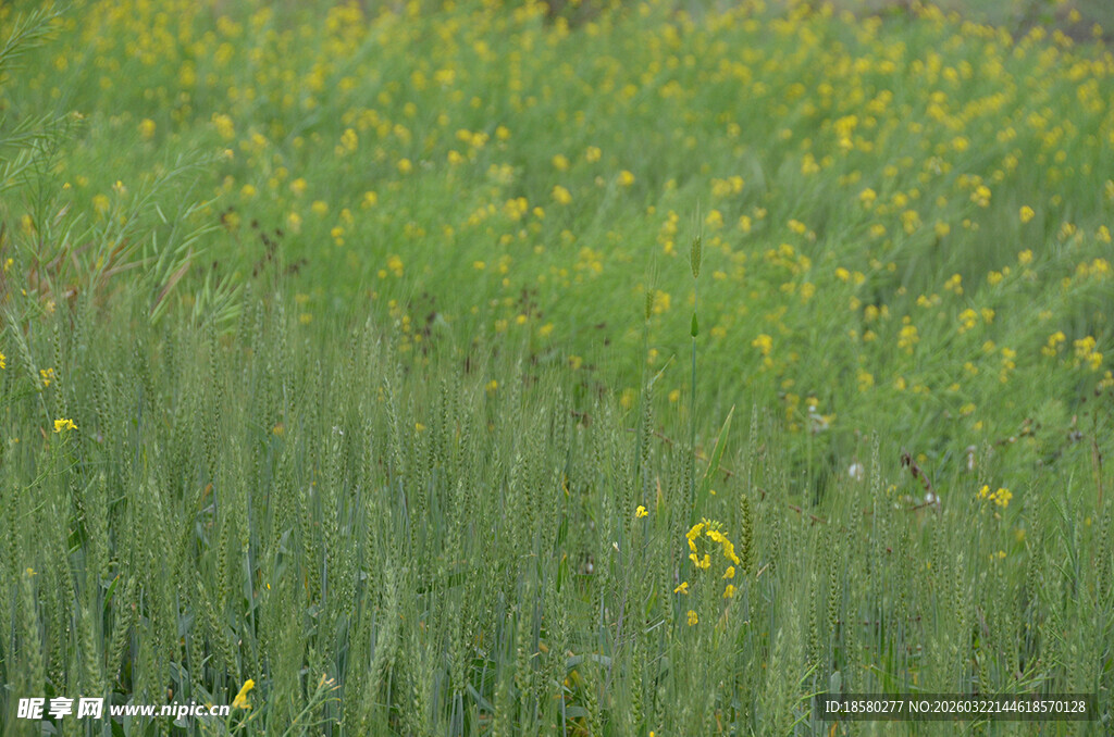 春日黄花烂漫的绿色草地