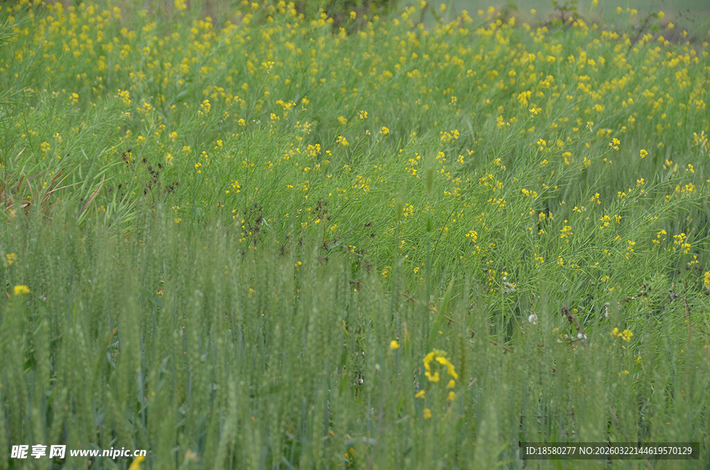 绿色田野中的黄色小花