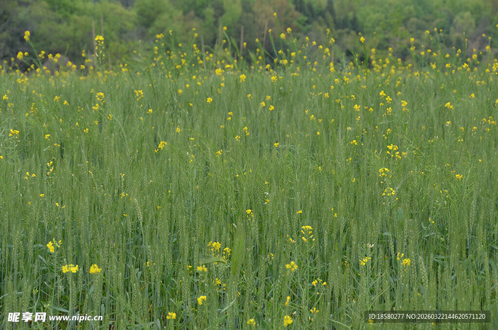 春日黄花遍野的绿色草地
