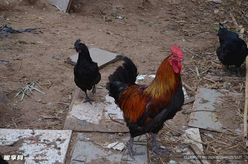 庭院中漫步的多彩鸡群