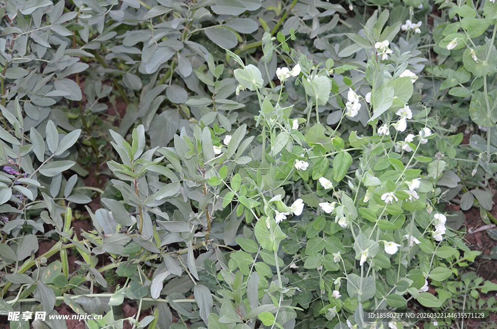 绿叶白花植物