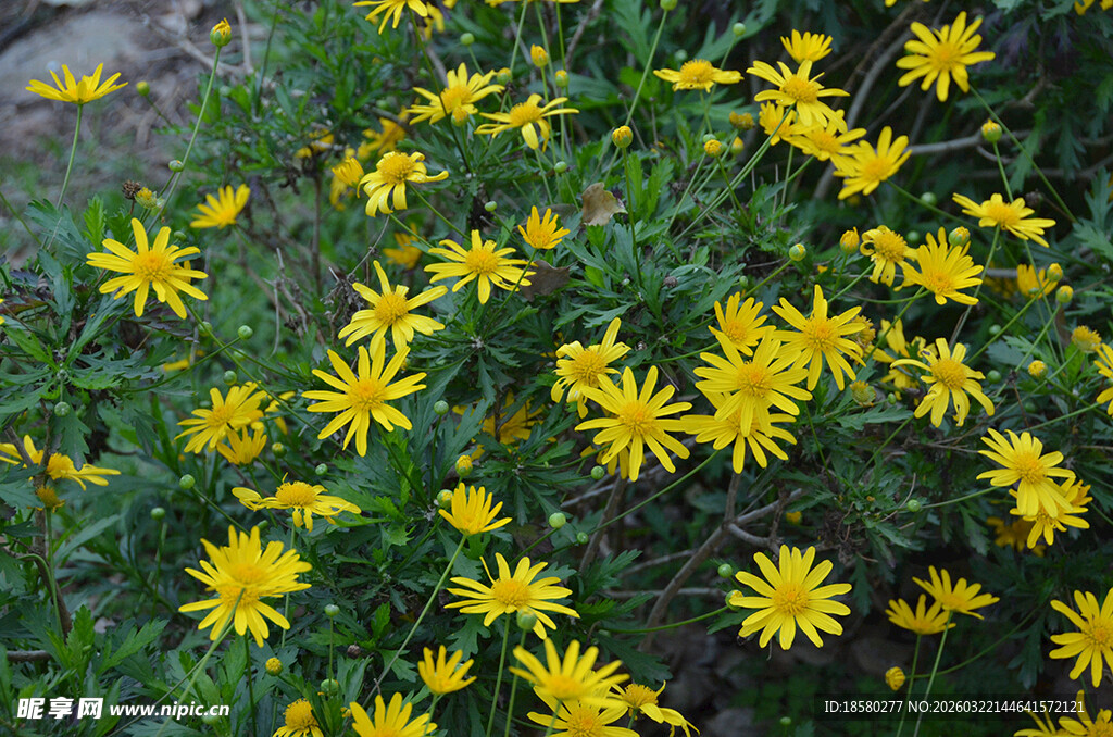 金黄小菊花绽放绿意间